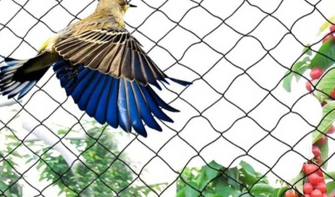  Anti Bird Nets in Pune